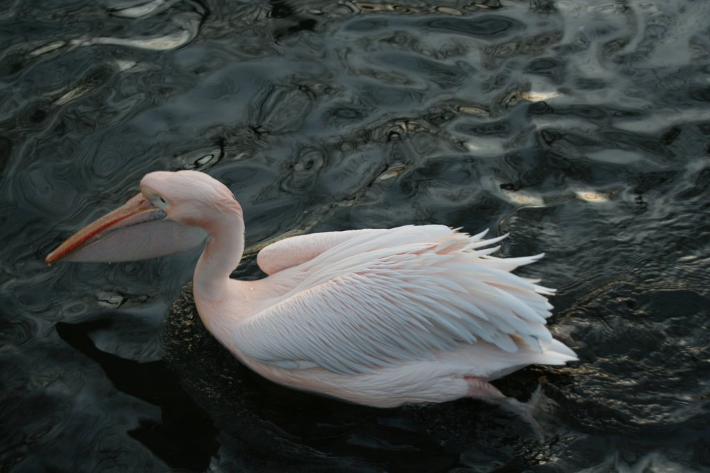 Rosapelikan (Pelecanus onocrotalus) am 7.12.2009 im Zoo Dresden.