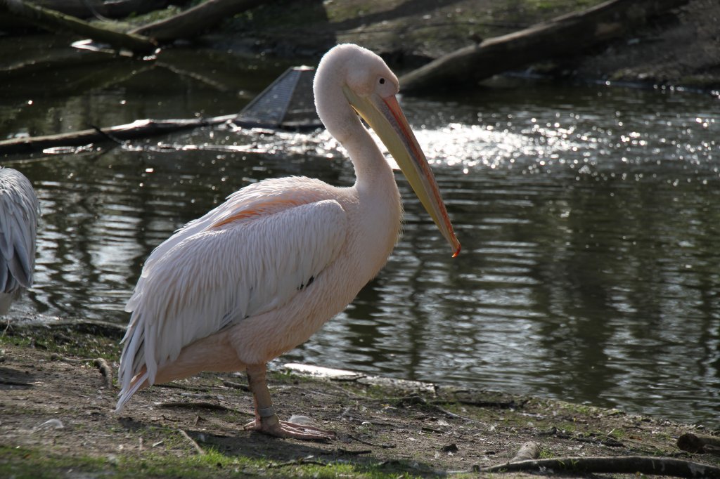 Rosapelikan (Pelecanus onocrotalus) im Tierpark Berlin.