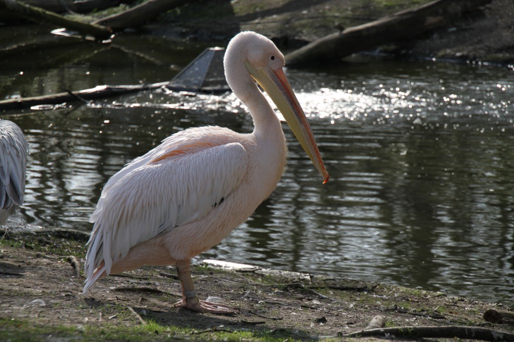 Rosapelikan Pelecanus Onocrotalus Im Tierpark Berlin Tier fotos eu