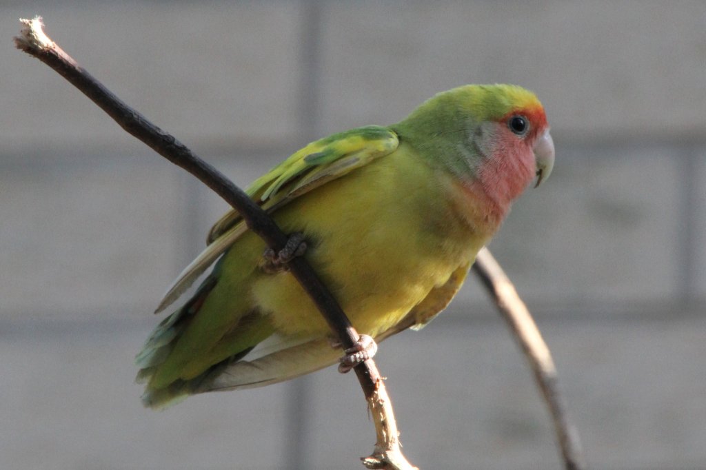 Rosenkpfchen (Agapornis roseicollis) am 18.4.2010 im Tierpark Berlin.
	