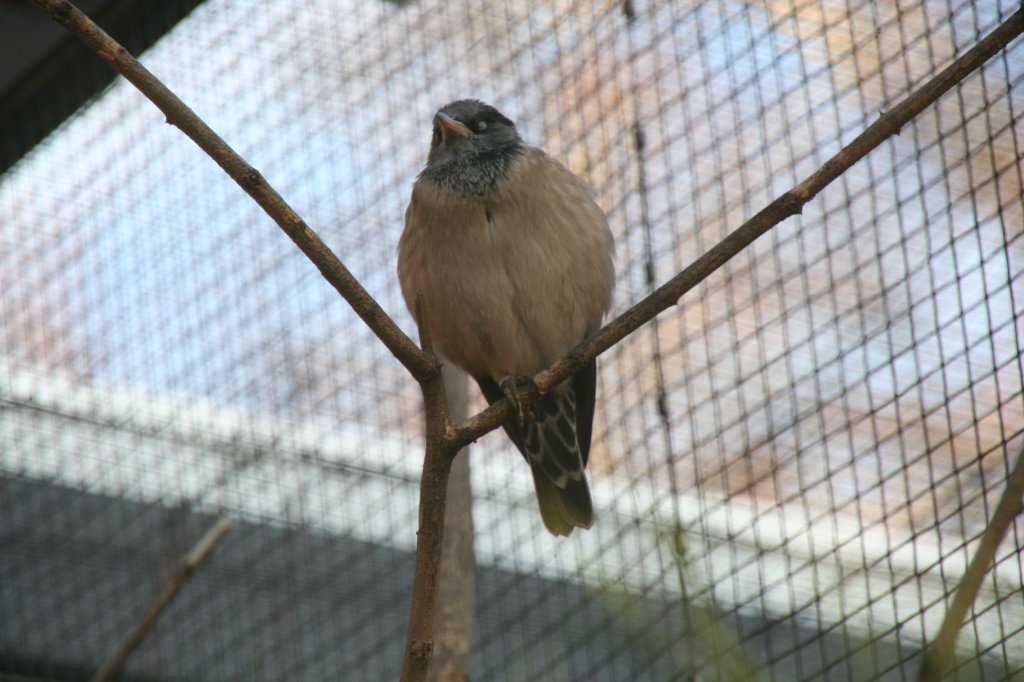 Rosenstar (Sturnus roseus) am 7.12.2009 im Zoo Dresden.