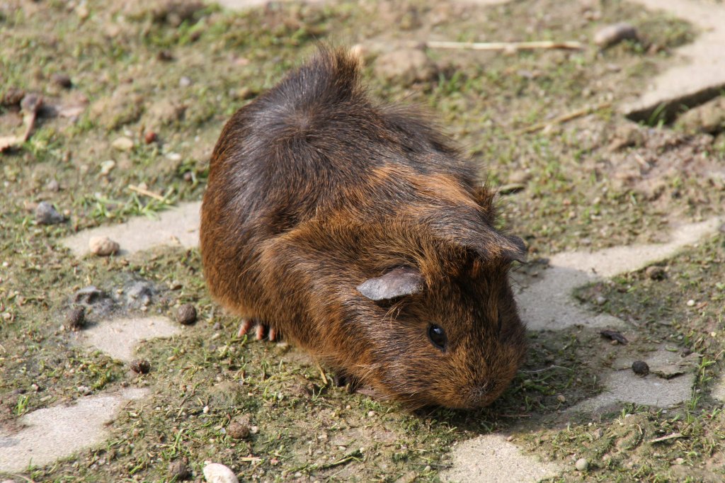 Rosettenmeerschweinchen am 14.4.2010 im Vogelpark Dielheim-Balzfeld.