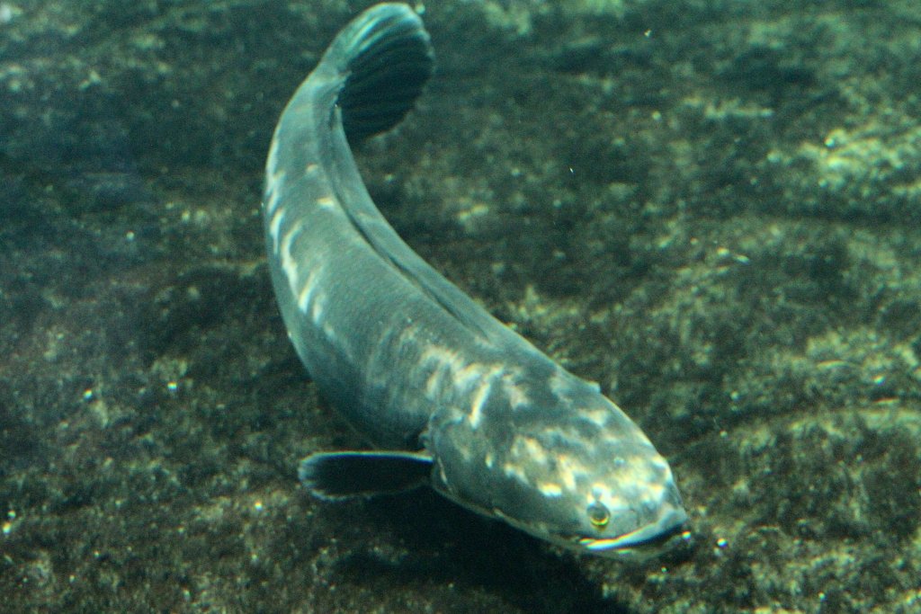 Rotband-Schlangenkopf auch Gestreifter Riesenschlangenkopf (Channa micropeltes) am 12.3.2010 im Zooaquarium Berlin.