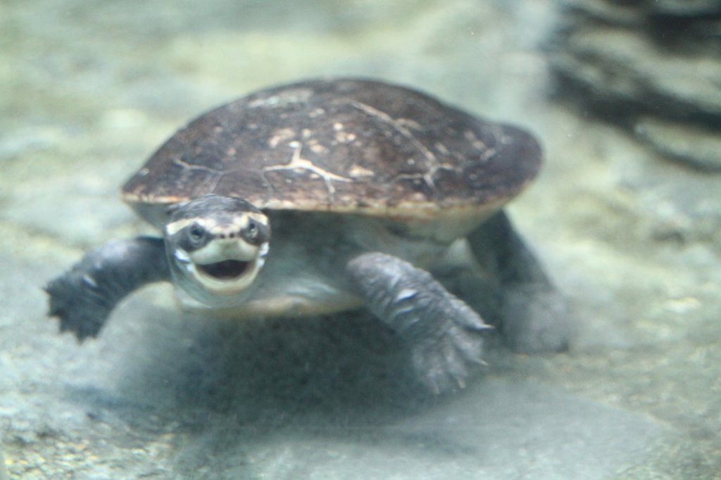 Rotbauch-Spitzkopfschildkrte (Emydura subglobosa) am 12.3.2010 im Zooaquarium Berlin.