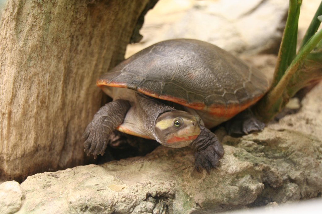 Rotbauch-Spitzkopfschildkrte (Emydura subglobosa) am 13.12.2009 im Tierpark Berlin.