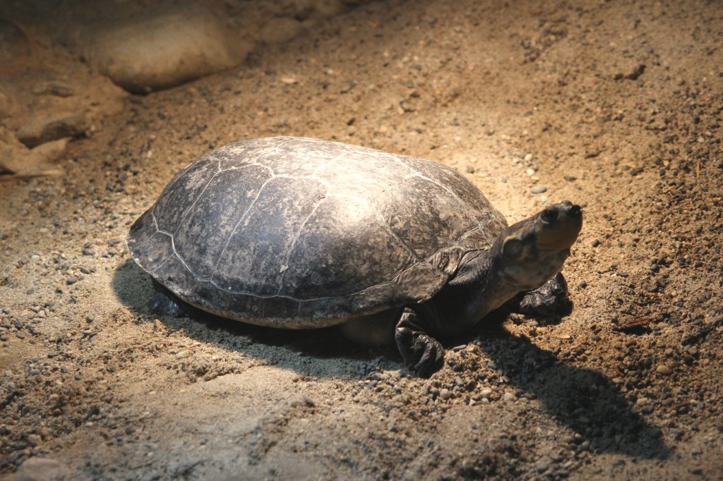 Rotbauch-Spitzkopfschildkrte (Emydura subglobosa) am 19.3.2010 im Zoo Basel.