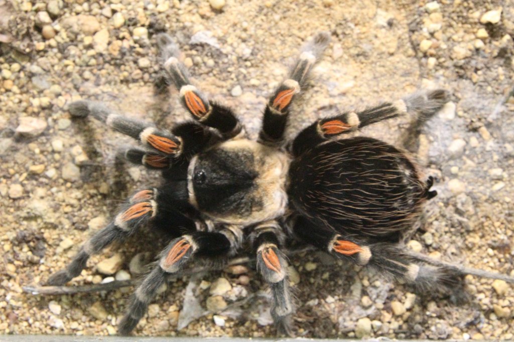 Rotbeinvogelspinne (Brachypelma auratum) am 7.5.2010 im Exotarium Oberhof.