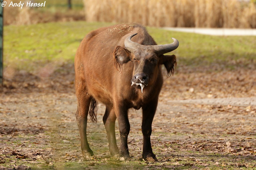 Rotbffel.