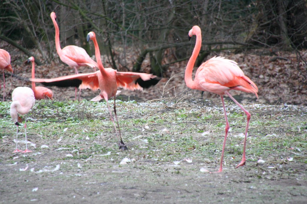 Rote Flamingos oder Kuba-Flamingos (Phoenicopterus ruber) am 13.12.2009 im Tierpark Berlin.
