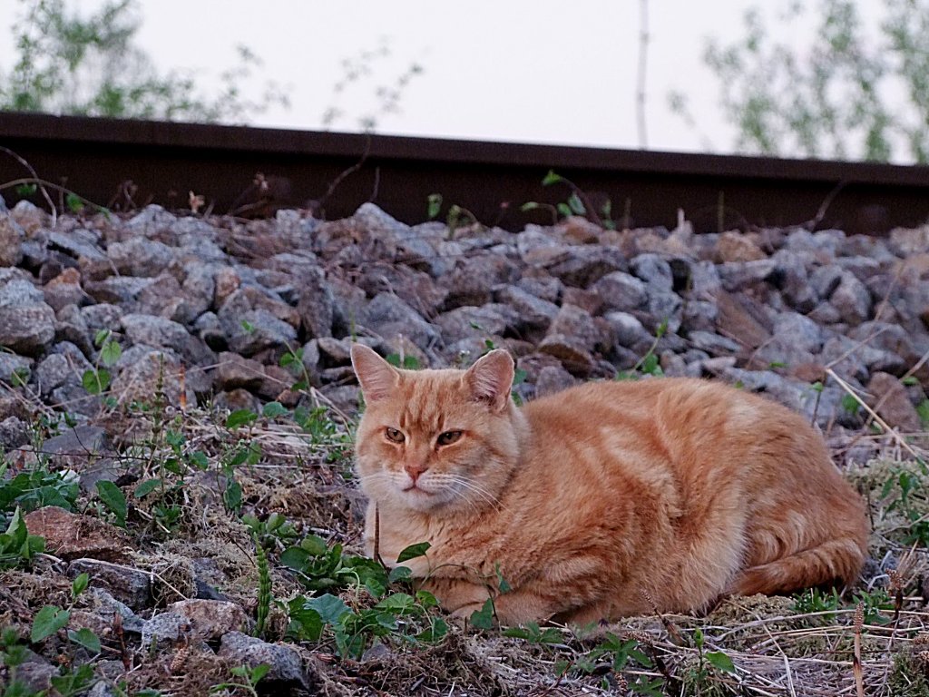 Rote Katze am Bahndamm;110422