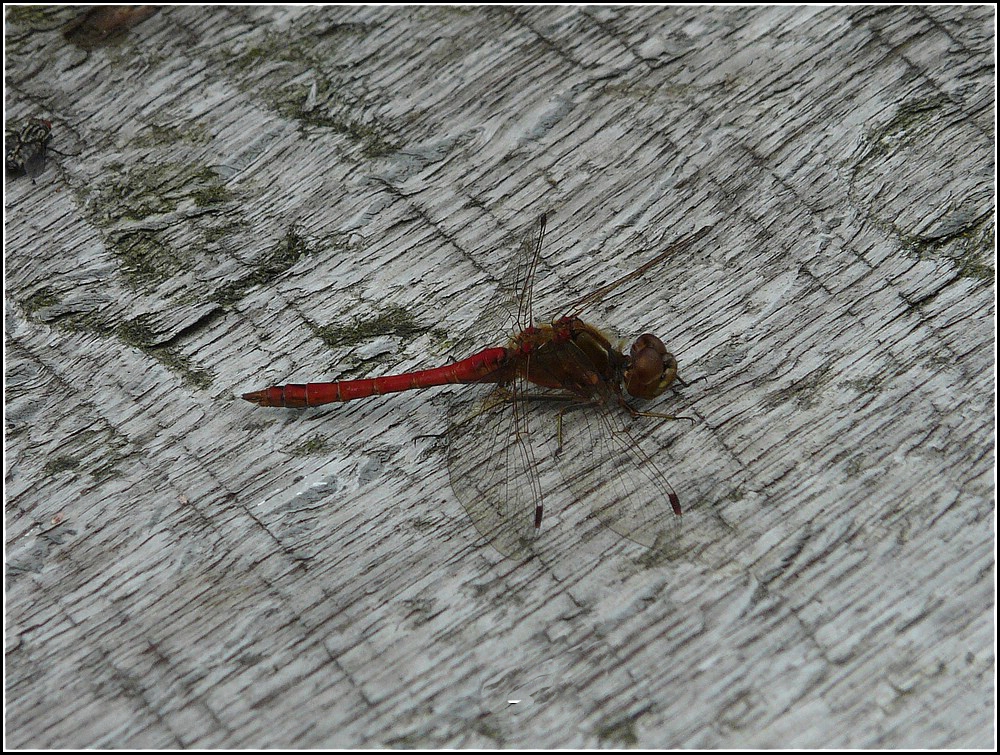 Rote Libelle aufgenommen am 12.08.2010. (Jeanny)