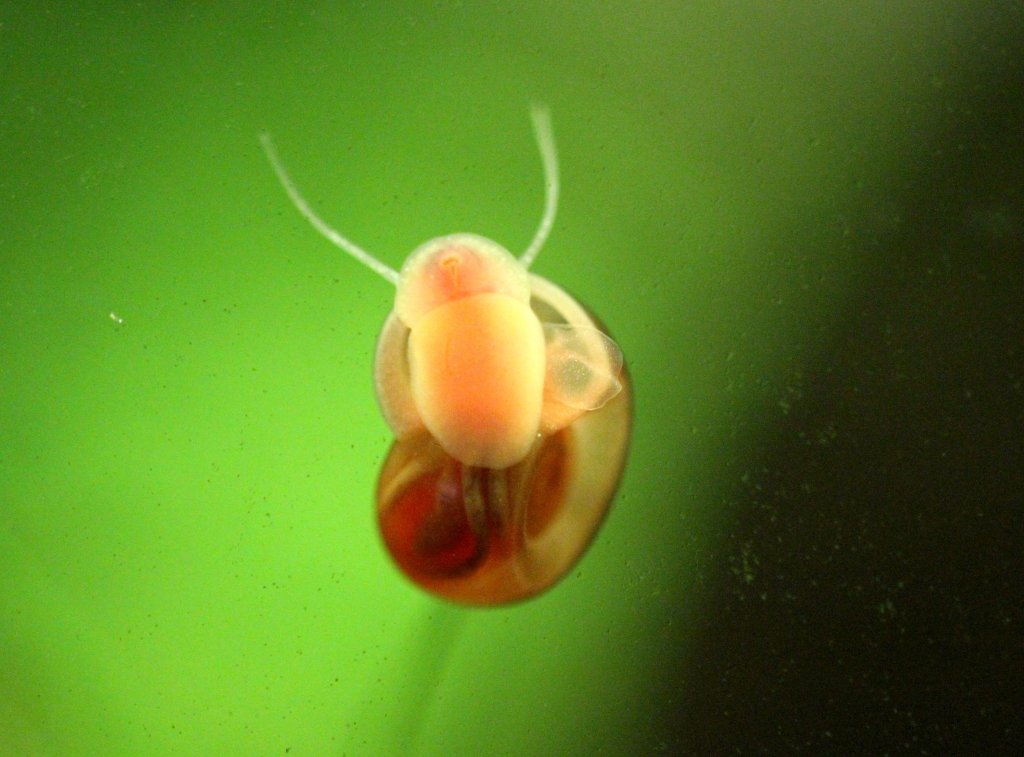 Rote Posthornschnecke (Planorbella duryi var.  Rot ) bei Abweiden der Aquariumscheibe.