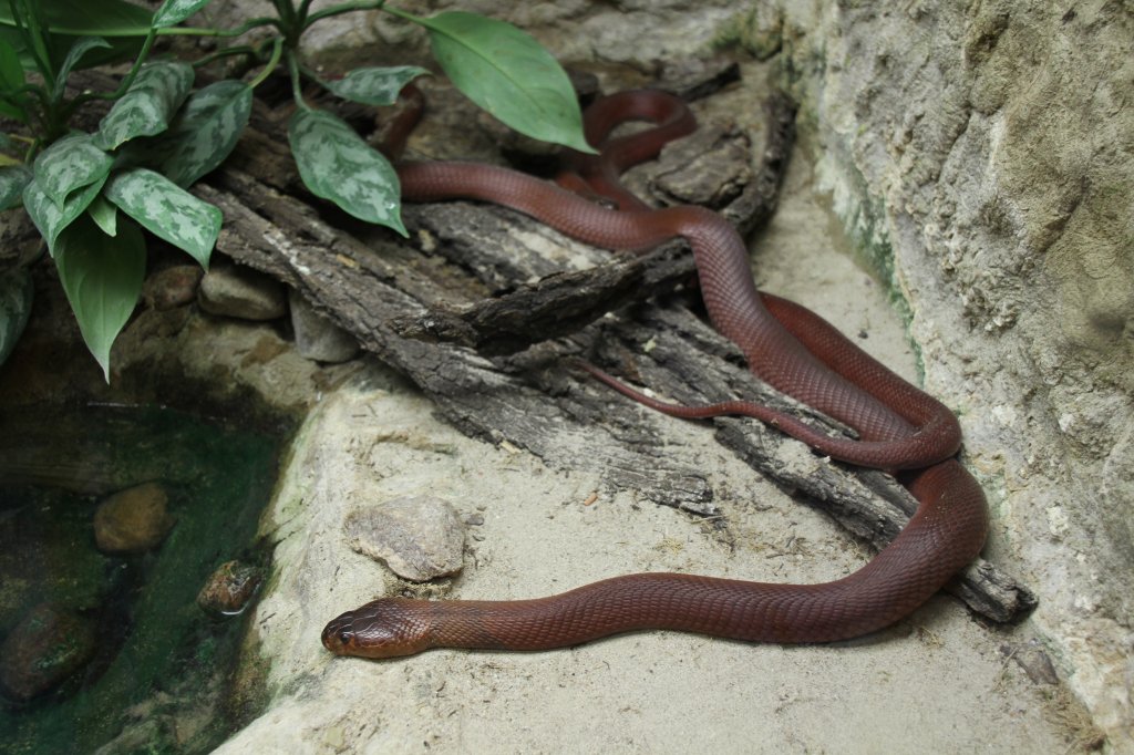 Rote Speikobra (Naja pallida) im Tierpark Berlin.