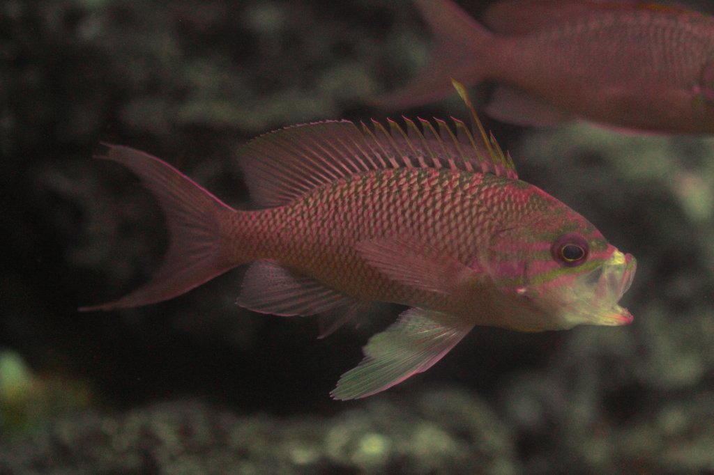 Roter Fahnenbarsch oder Mittelmeer-Fahnenbarsch (Anthias anthias) am 9.2.2010 im Vivarium Karlsruhe.