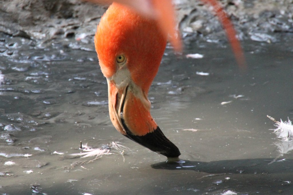 Roter Flamingo (Phoenicopterus ruber) bei der Nahrungsaufnahme. Zoo Leipzig am 26.6.2010.
