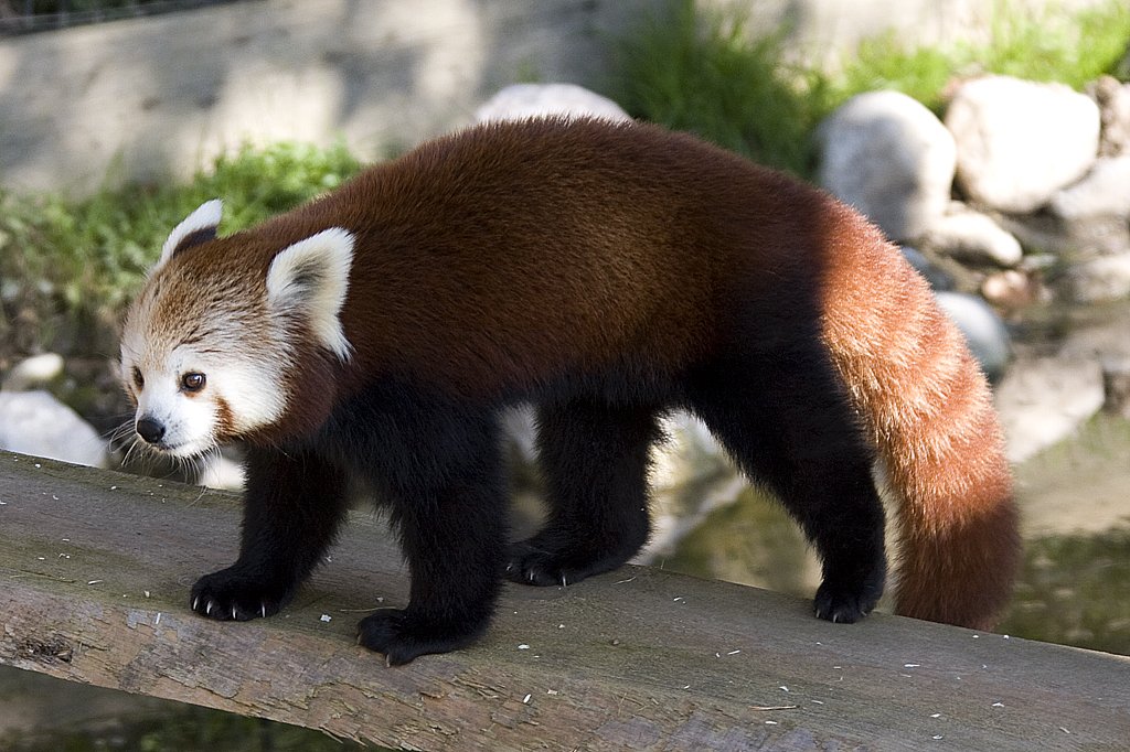 Roter Panda, 07.10.2007 Salzburg