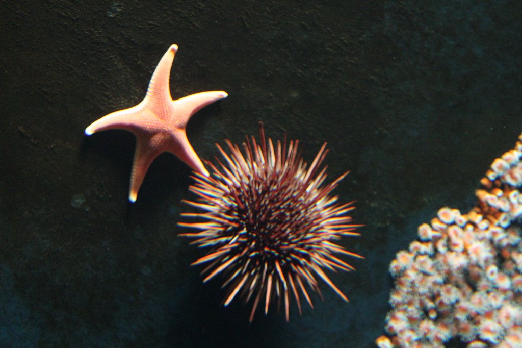 Roter Seeigel (Strongylocentrotus franciscanus) und Vermilion Star (Mediaster aequalis) am 19.3.2010 im Aquarium der Baseler Zoos.