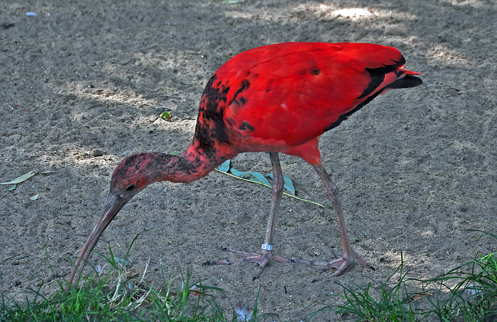 Roter Sichler (Gattung Stelzvogel, Ibisse) - 03.08.2010