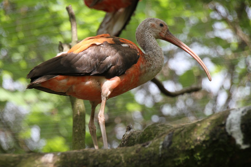 Roter Sichler oder auch Scharlachsichler (Eudocimus ruber) am 22.6.2010 im Leintalzoo bei Schwaigern.
