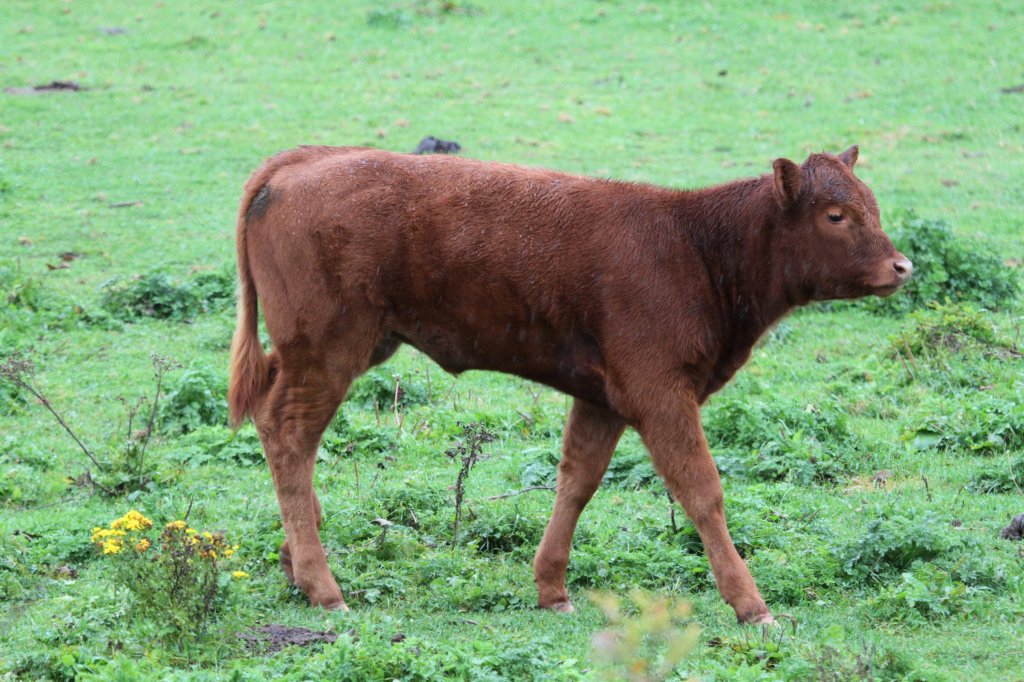 Rotes Aberdeen Angus Kalb am 2.10.2010 in Cambridge County,Ont.