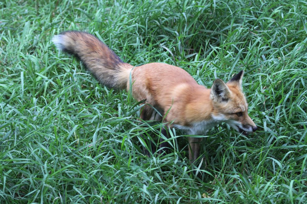 Rotfuchs (Vulpes vulpes) am 18.9.2010 im Zoo Sauvage de Saint-Flicien,QC.
