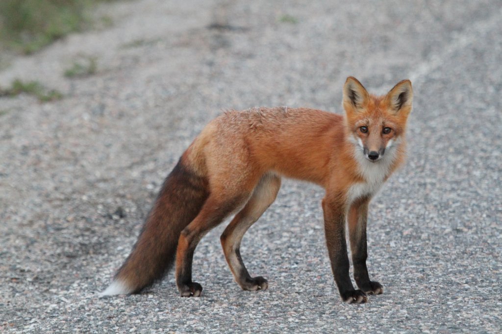 Rotfuchs (Vulpes vulpes) am 19.9.2010 in der Region Abitibi im Nordosten von Ontario.