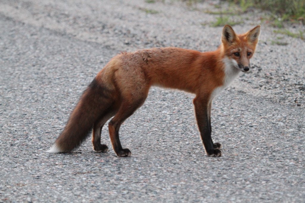 Rotfuchs (Vulpes vulpes) am 19.9.2010 in der Region Abitibi im Nordosten von Ontario.