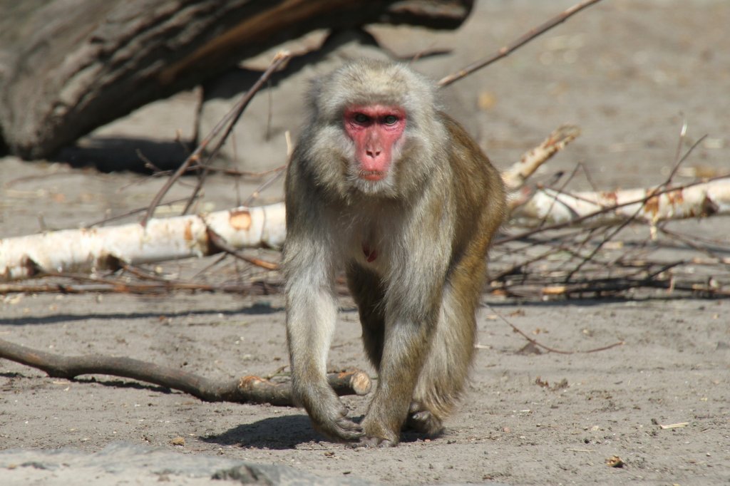 Rotgesichtsmakake (Macaca fuscata) im Tierpark Berlin.