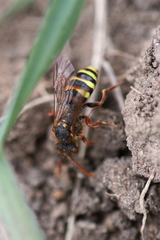 Rothaarige-Wespenbiene (Nomada lathburiana) am 29.4.2010 bei Groheringen.
Die Larven ernhren sich parasitisch von Sandbienen.