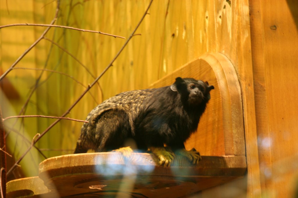 Rothandtamarin (Saguinus midas) am 13.12.2009 im Tierpark Berlin.