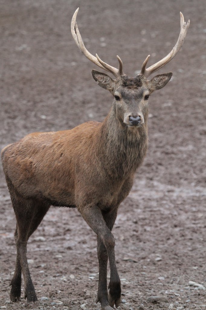 Rothirsch (Cervus elaphus) am 3.10.2010 im Marineland in Niagara Falls,ON.

