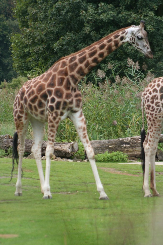 Rothschild-Giraffe auf der Afrikasavanne des Leipziger Zoos am 14.9.2008.