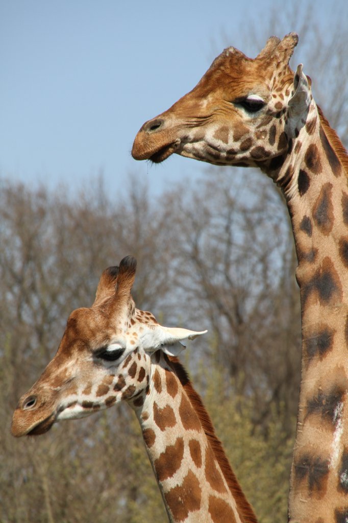 Rothschildgiraffen (Giraffa camelopardalis rothschildi) am 18.4.2010 im Tierpark Berlin.