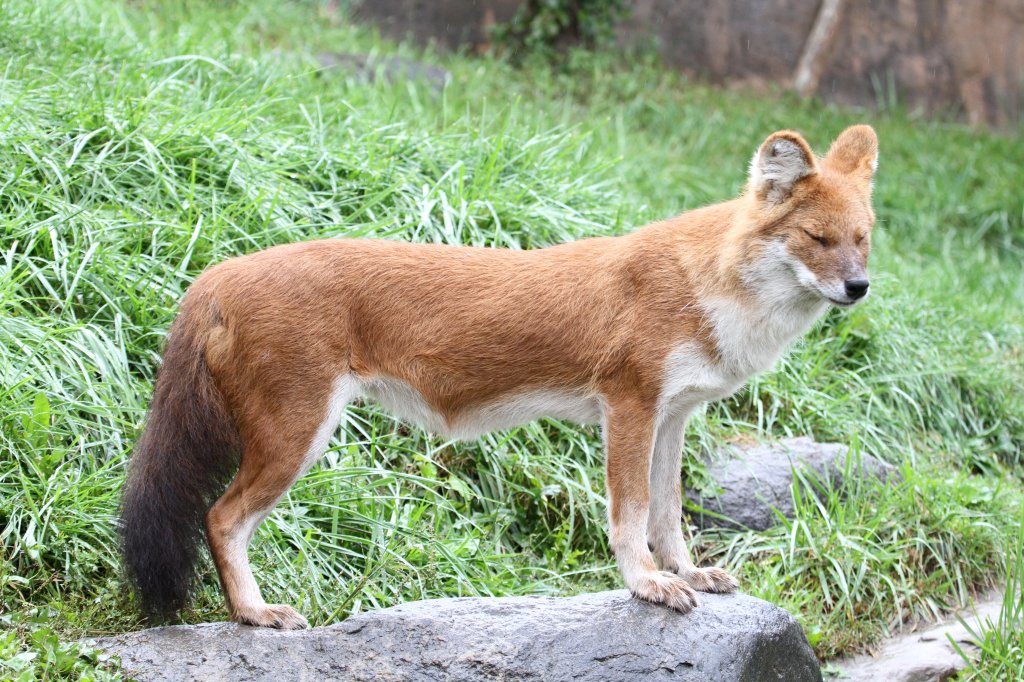 Rothund oder auch Asiatischer Wildhund (Cuon alpinus) am 13.9.2010 im Zoo Toronto.
