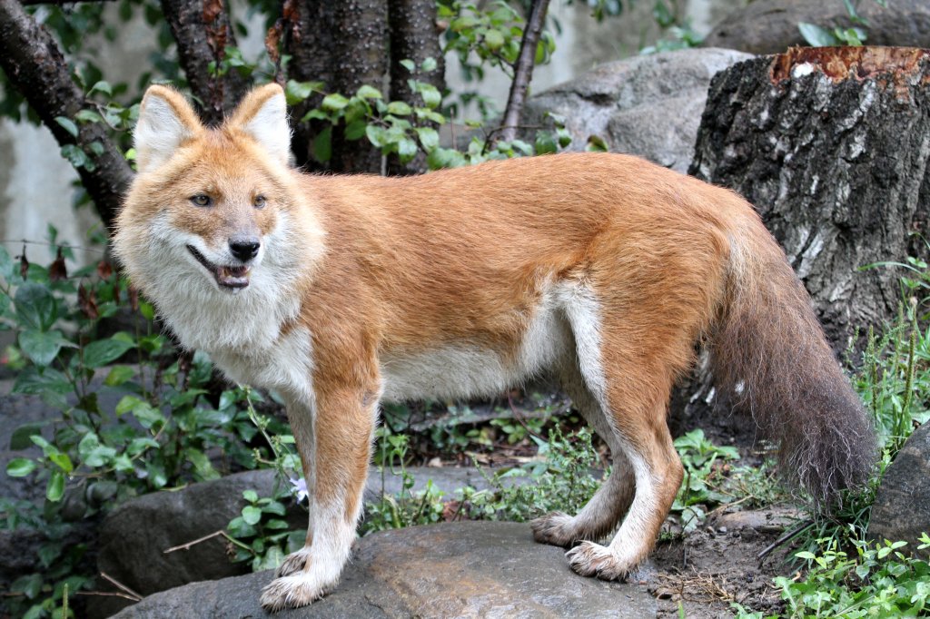 Rothund oder auch Asiatischer Wildhund (Cuon alpinus) am 13.9.2010 im Zoo Toronto. 
