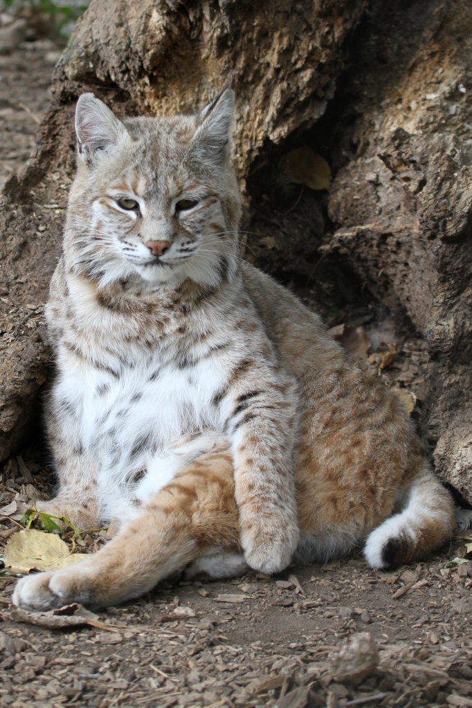 Rotluchs (Lynx rufus) am 26.9.2010 im Jungle Cat World Wildlife Park in Orono,Ont.