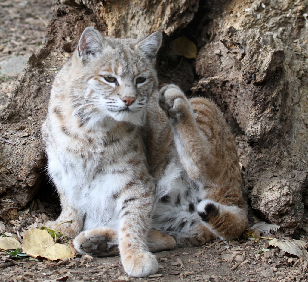 Rotluchs (Lynx rufus) am 26.9.2010 im Jungle Cat World Wildlife Park in Orono,Ont.