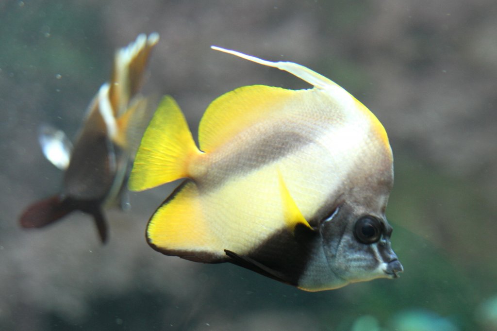 Rotmeer-Wimpelfisch (Heniochus intermedius) am 18.4.2010 im Tierpark Berlin.