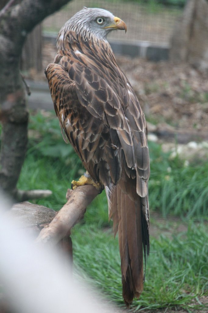 Rotmilan (Milvus milvus) am 1.5.2010 im Tierpark Bad Ksen.

