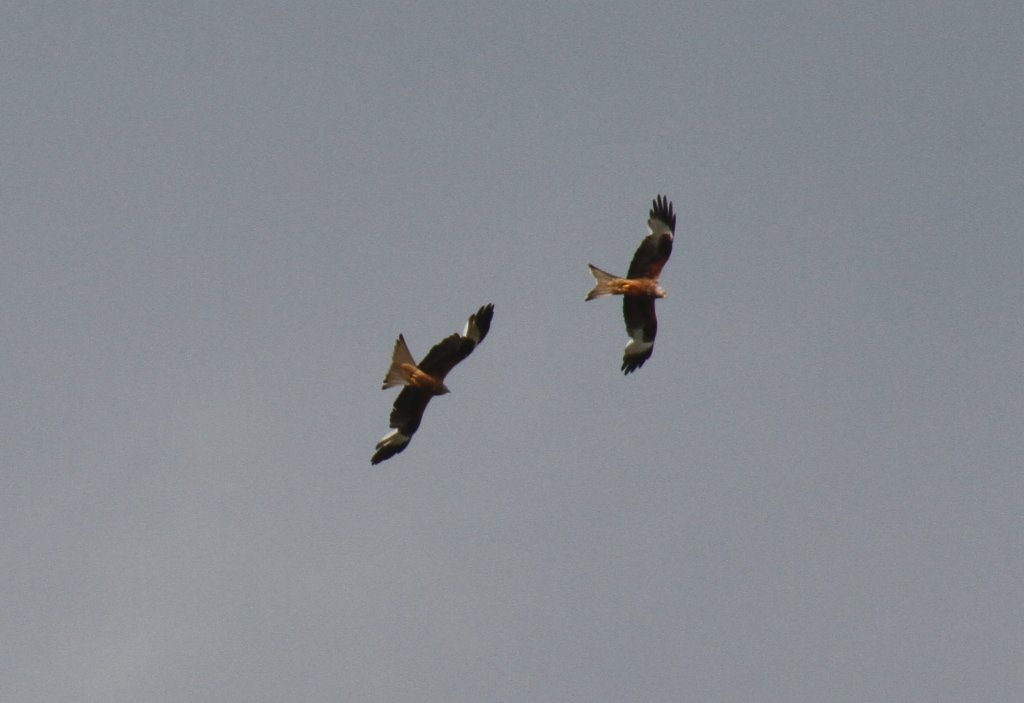 Rotmilane beim Flug. Bad Ksen am 24.5.2010.