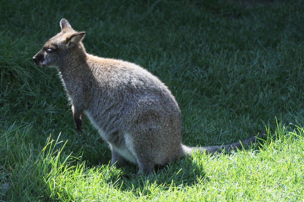 Rotnackenwallaby (Macropus rufogriseus) am 13.9.2010 im Zoo Toronto.