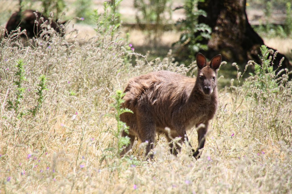 Rotnackenwallaby (Macropus rufogriseus) am 16.6.2010 bei Montemor-o-Velho (Europaradise Parque Zoolgico).