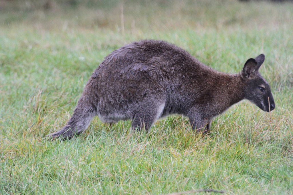 Rotnackenwallaby (Macropus rufogriseus) am 2.10.2010 in der African Lion Safari in Cambridge,Ont.