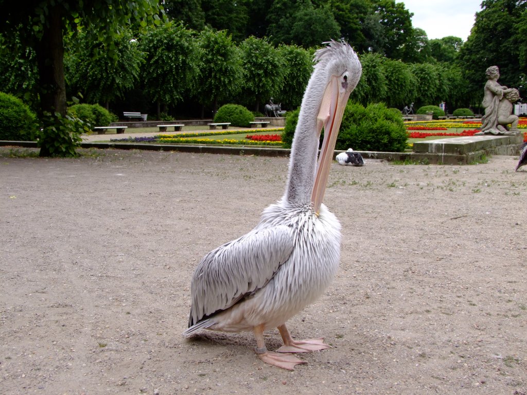 Rotrckenpelikan, bzw. Rtelpelikan bei der Gefiederpflege im Tierpark Berlin