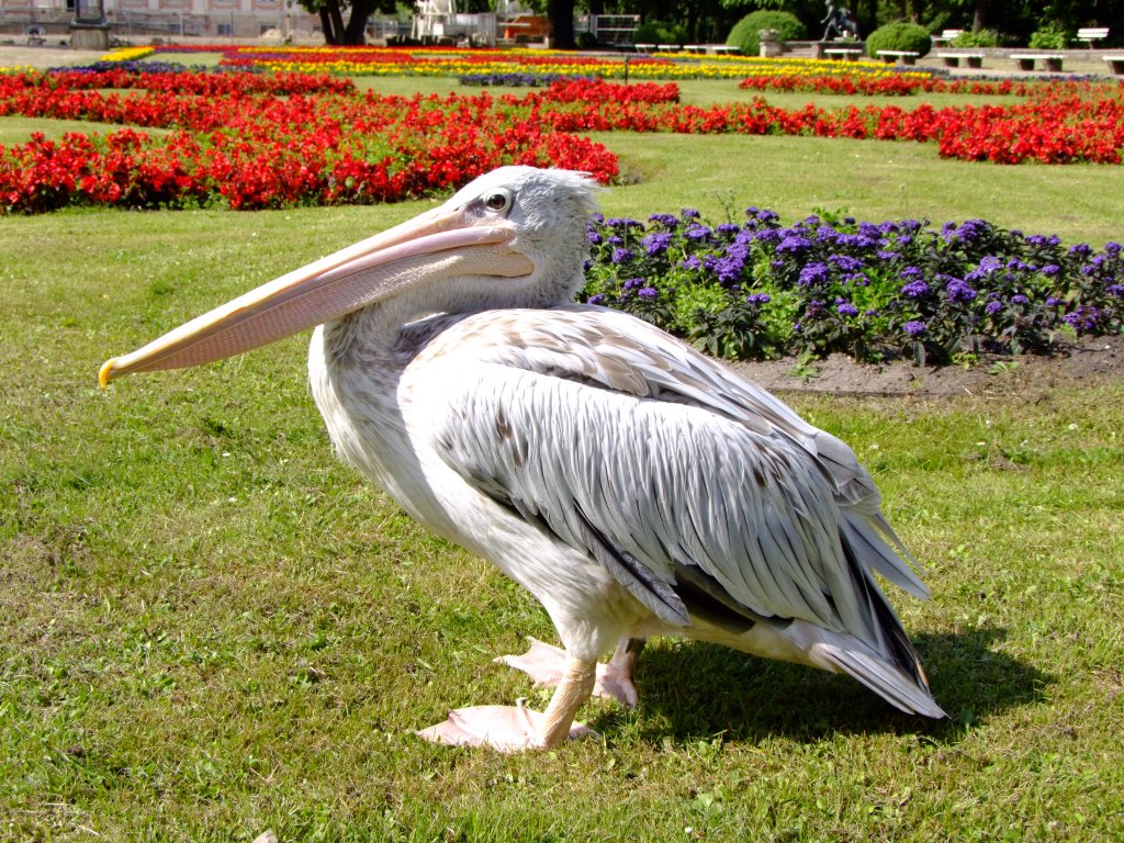 Rotrckenpelikan, bzw. Rtelpelikan im Tierpark Berlin