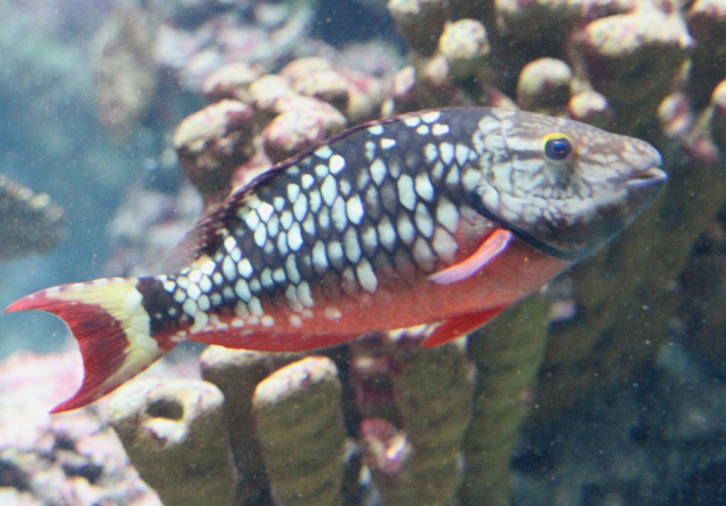 Rotschwanz-Papageifisch oder Signal-Papageifisch (Sparisoma viride) am 12.03.2010 im Aquarium des Berliner Zoos.