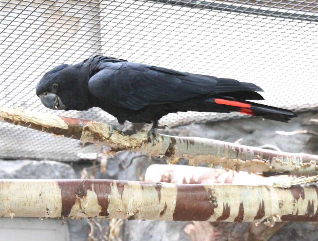 Rotschwanz-Rabenkakadu oder auch Banks-Rabenkakadu (Calyptorhynchus banksii) am 25.2.2010 im Zoo Berlin.