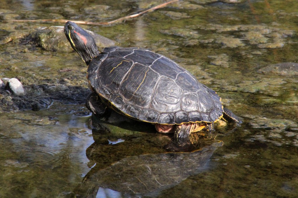 Rotwangen-Schmuckschildkrte (Trachemys scripta elegans) am 19.3.2010 im Zoo Basel. Diese Tiere werden nicht offiziell vom Zoo gehalten, sondern wurden von Besuchern ausgesetzt und sind nur geduldet.