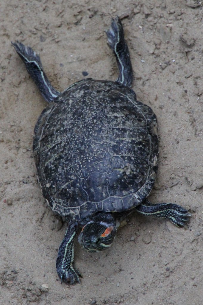 Rotwangen-Schmuckschildkrte (Trachemys scripta elegans) im Tierpark Berlin.
	