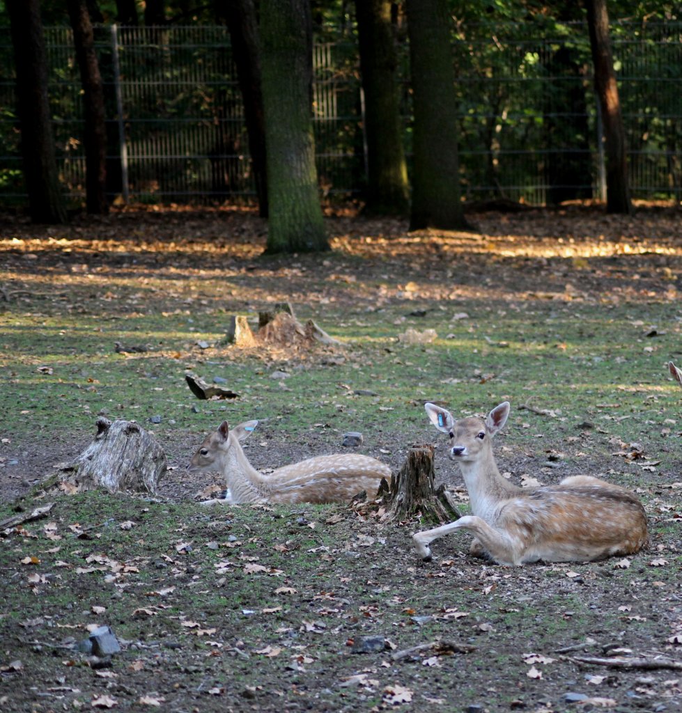 Rotwild im Tiergehege Zeulenroda am 29.09.2011